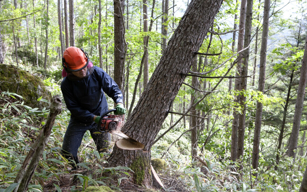 香川県における木の伐採サービス：安全と環境保護を重視