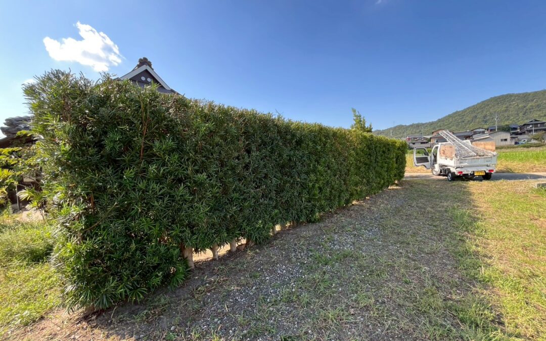 【剪定事例】香川県さぬき市造田｜M様邸の庭木・生垣の剪定ビフォーアフターを公開